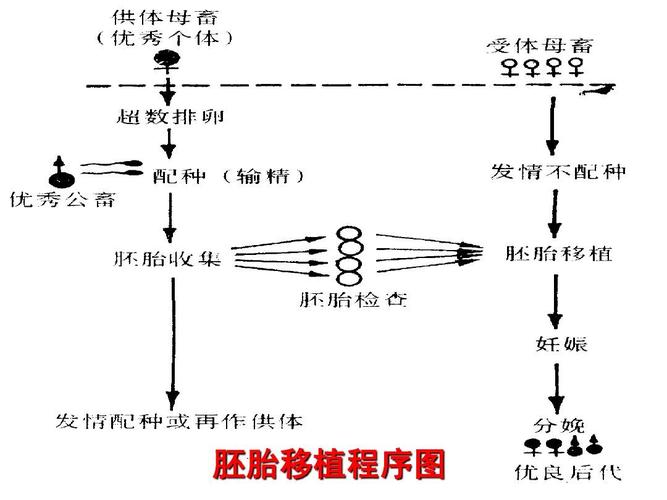 沈阳试管助孕可以鲜胚移植吗？鲜胚与冻胚移植全解析